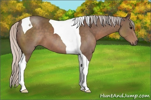 Horse Color: Silver Black Sabino Tobiano 