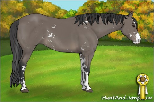 Horse Color: Black Sabino 