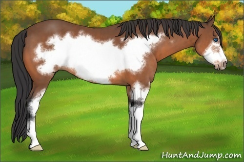 Horse Color: Bay Sabino Frame 