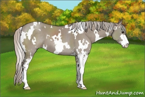 Horse Color: White Spotted Silver Grullo Sabino 