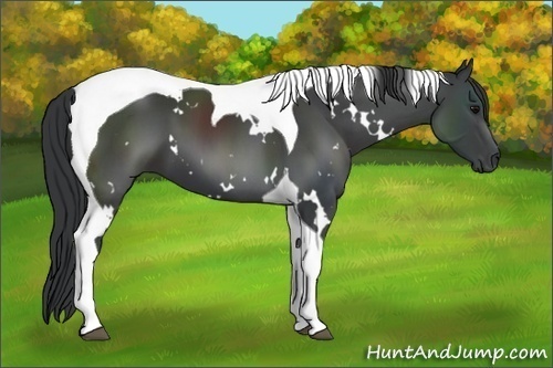 Horse Color: White Spotted Black Tobiano 