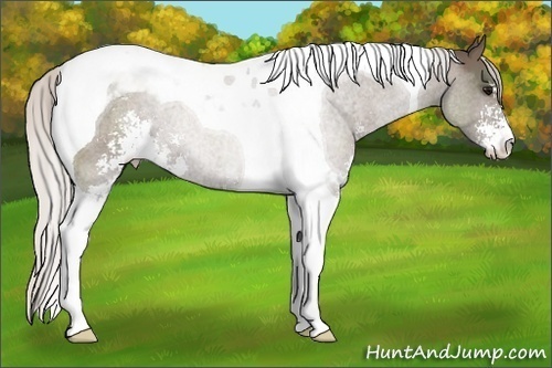 Horse Color: Silver Black Sabino Tobiano 