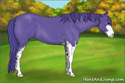 Horse Color: Watercolor Blue Roan Sabino 