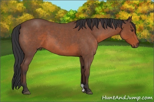 Horse Color: Bay Roan 