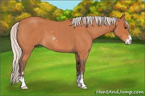 Horse Color: Silver Bay Roan Sabino 