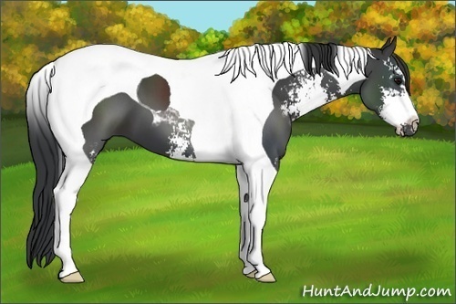 Horse Color: Black Sabino Tobiano 