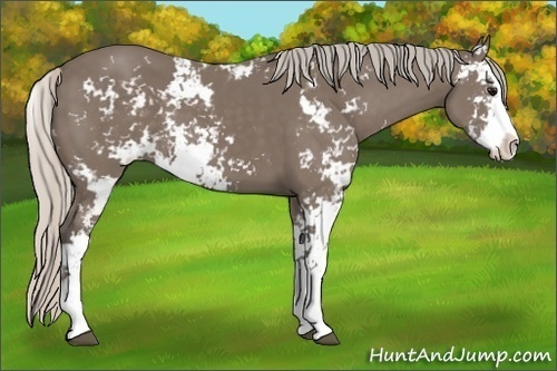Horse Color: Silver Black Sabino 