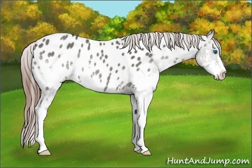 Horse Color:Grullo Sabino Splash Appaloosa Rabicano