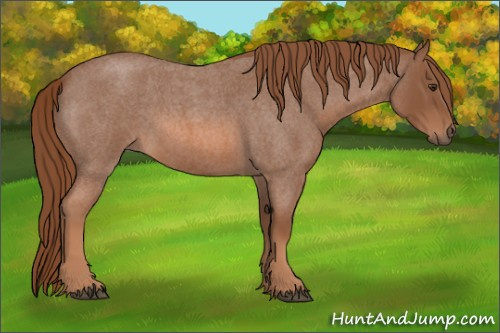 Horse Color: Red Roan 