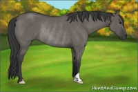 Horse Color:Grullo Rabicano 