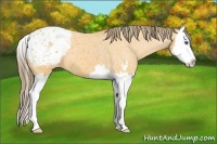 Horse Color:Buckskin Roan Sabino Splash Blanket 