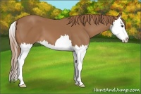 Horse Color:Chestnut Splash 