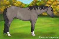 Horse Color:Grullo Rabicano 