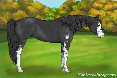 Horse Color: Black Sabino 