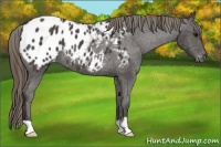 Horse Color:Smoky Black Appaloosa Rabicano 