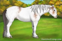 Horse Color:White Spotted Buckskin Rabicano 
