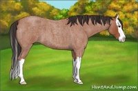 Horse Color:Bay Roan Splash 