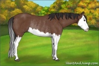 Horse Color:Bay Splash Rabicano 