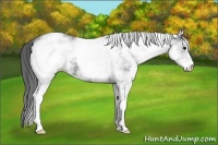 Horse Color:White Spotted Black Blanket Rabicano 