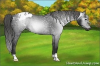 Horse Color:Gray Black Blanket Rabicano 