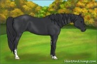 Horse Color:Black Sabino 