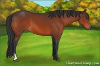 Horse Color:Brown Sabino 