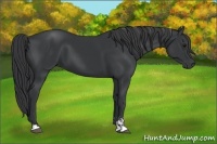 Horse Color:Black Sabino 