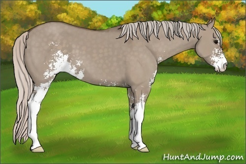 Horse Color: Silver Grullo Sabino 