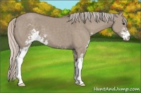 Horse Color:Silver Grullo Sabino 