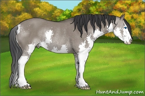 Horse Color: Grullo Sabino Splash Rabicano 
