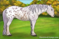 Horse Color:Watercolor Red Roan Appaloosa 