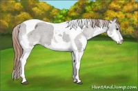 Horse Color:Grullo Splash Tobiano Blanket 