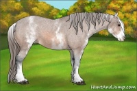 Horse Color:White Spotted Bay Sabino Appaloosa 
