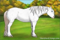 Horse Color:White Spotted Grullo Splash Tobiano Appaloosa 