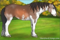 Horse Color:Bay Sabino Splash 