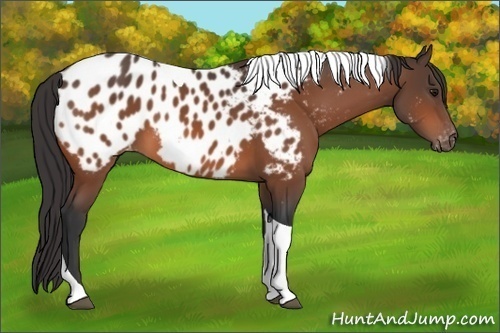 Horse Color: Brown Tobiano Near Leopard 