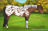Horse Color:Brown Tobiano Near Leopard 