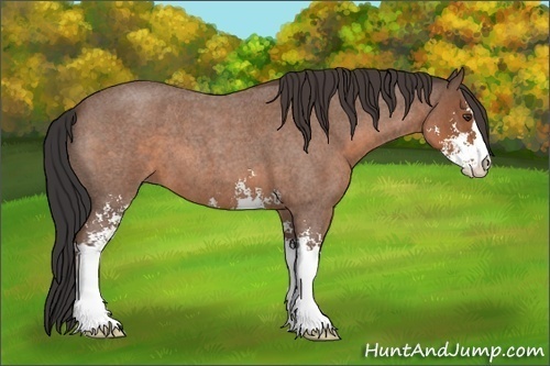 Horse Color: Bay Roan Sabino 