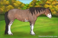 Horse Color:Bay Roan Sabino 