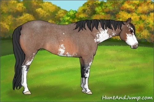 Horse Color: Bay Roan Sabino 