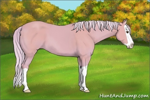 Horse Color: Watercolor Palomino Splash 