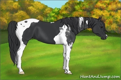 Horse Color: Black Tobiano 