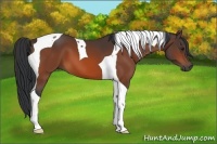 Horse Color:Bay Tobiano 