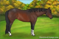 Horse Color:Brown Tobiano 