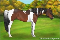 Horse Color:Brown Tobiano