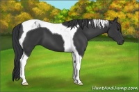 Horse Color:Black Tobiano 
