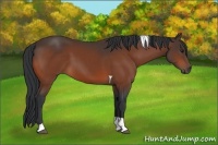 Horse Color:Bay Tobiano 