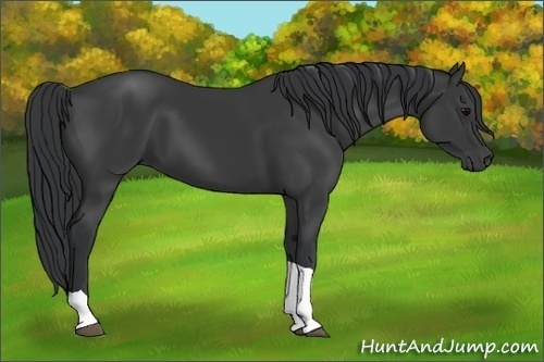 Horse Color: Black Tobiano 