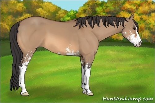 Horse Color: Bay Dun Sabino 