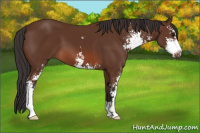 Horse Color:Bay Sabino